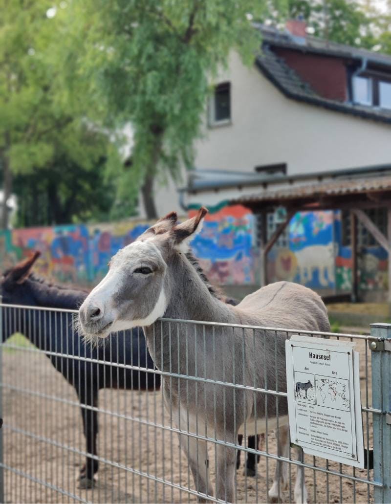 Petting zoo and park in southern Berlin 