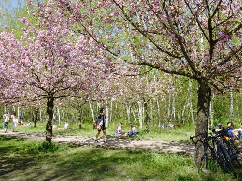 Cherry blossom avenue in south Berlin